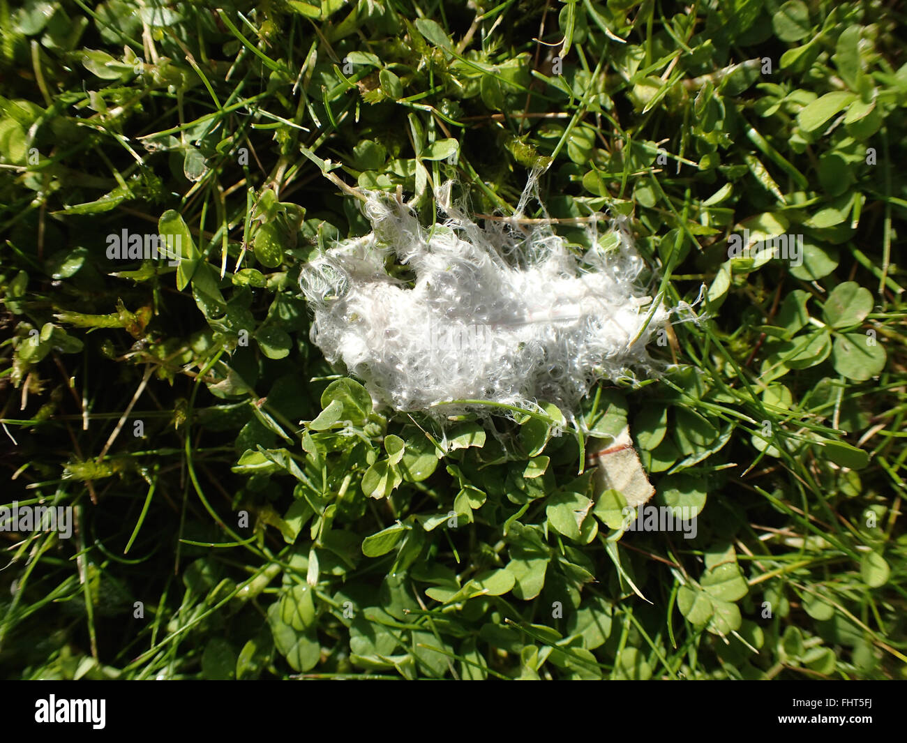 Close up water droplets on a down feather (probably from a collared dove) on a lawn with clover Stock Photo