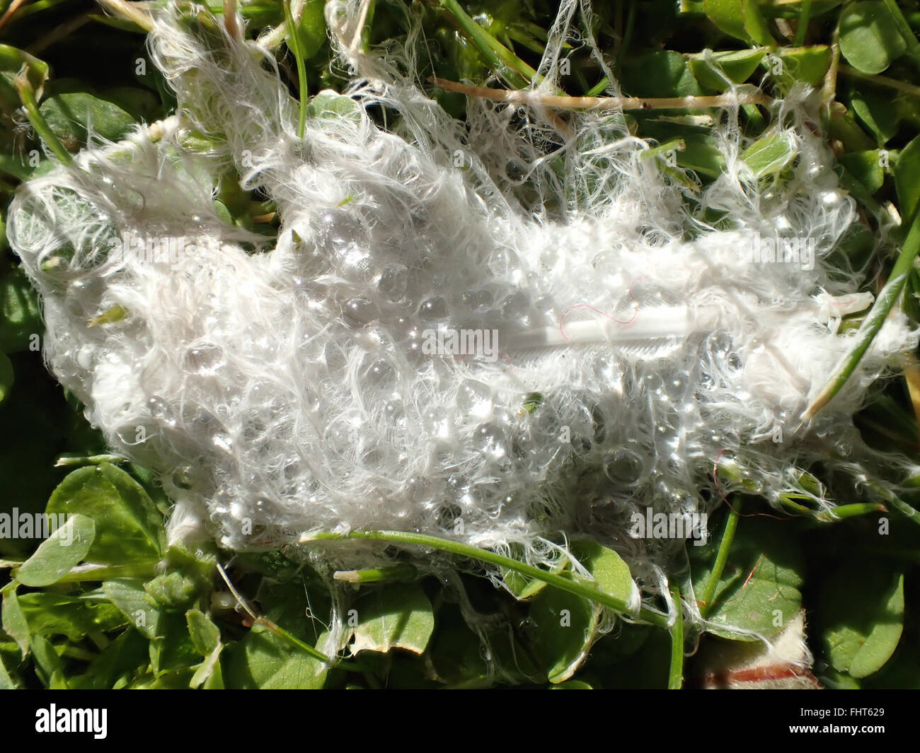 Macro shot of water droplets on a down feather (probably from a collared dove) on a lawn with clover Stock Photo