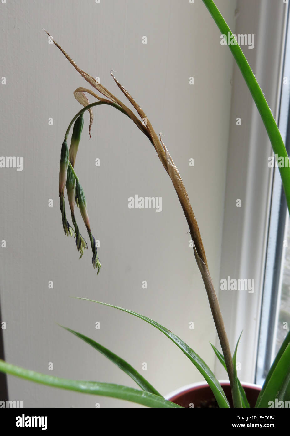 Withered flowers and flower stalk of queen's tears (Billbergia nutans) plant against a cream wall next to UPVC window frame Stock Photo