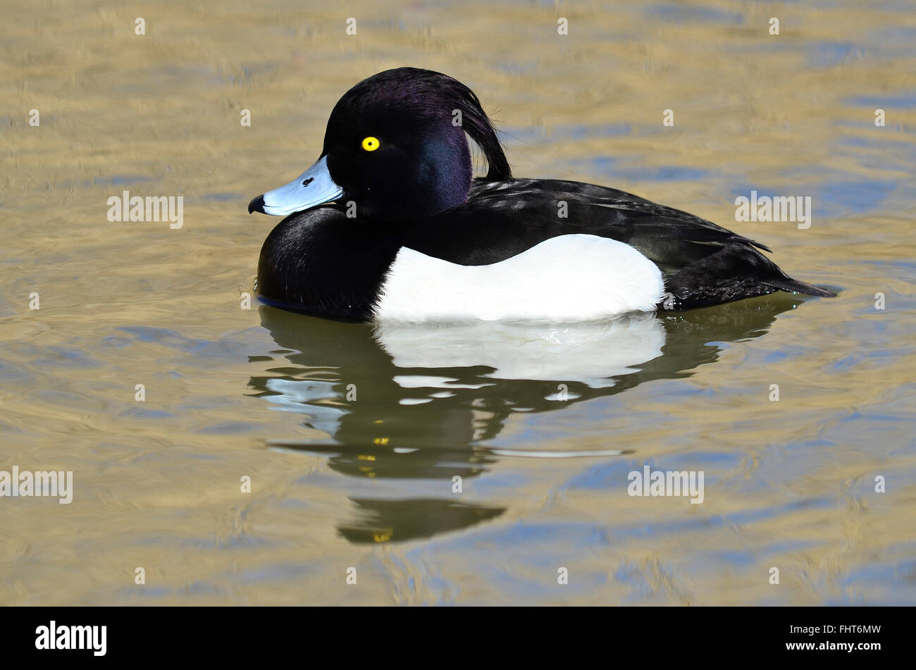 Adult male tufted duck in winter Stock Photo