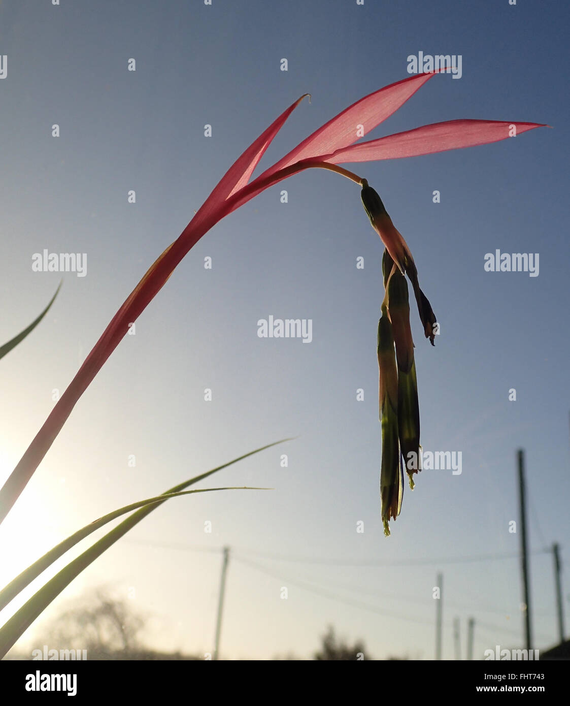 Close up of flower spike of queen's tears (Billbergia nutans) plant against a blue sky with sun beams from rising sun Stock Photo