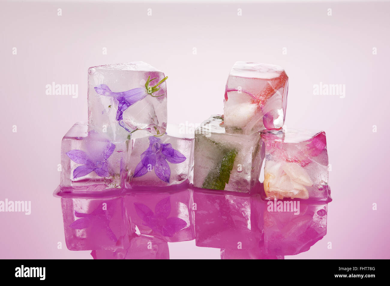 Ice cold flowers Stock Photo Alamy