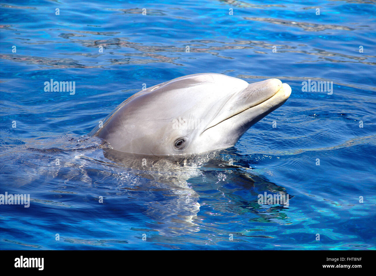Dolphin in the water. Dolphin Aquarium of Genoa with his head above water. Stock Photo