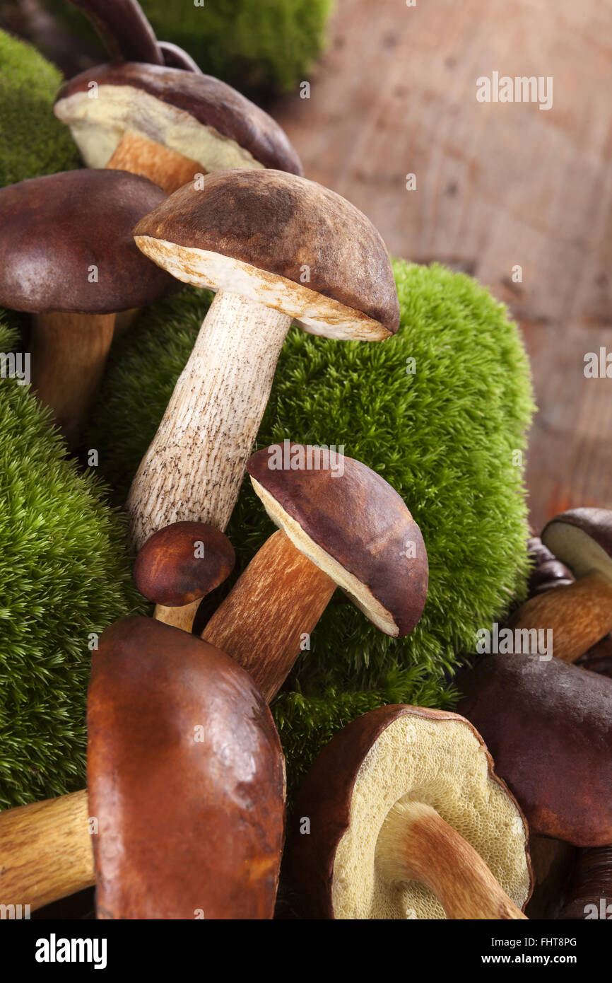 Culinary edible mushrooms Stock Photo - Alamy