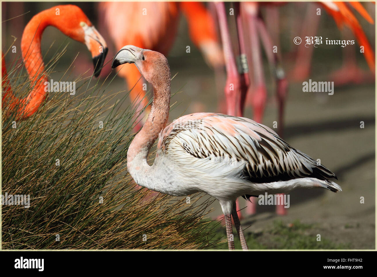 Caribbean Flamingo juvenile (Phoenicopterus ruber) Stock Photo