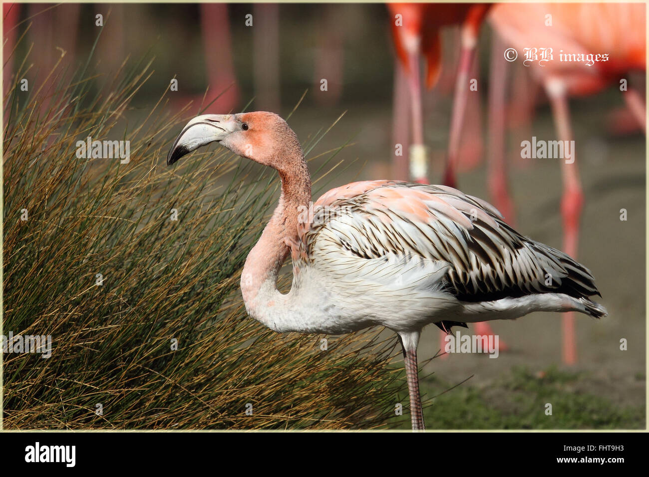 Caribbean Flamingo juvenile (Phoenicopterus ruber) Stock Photo