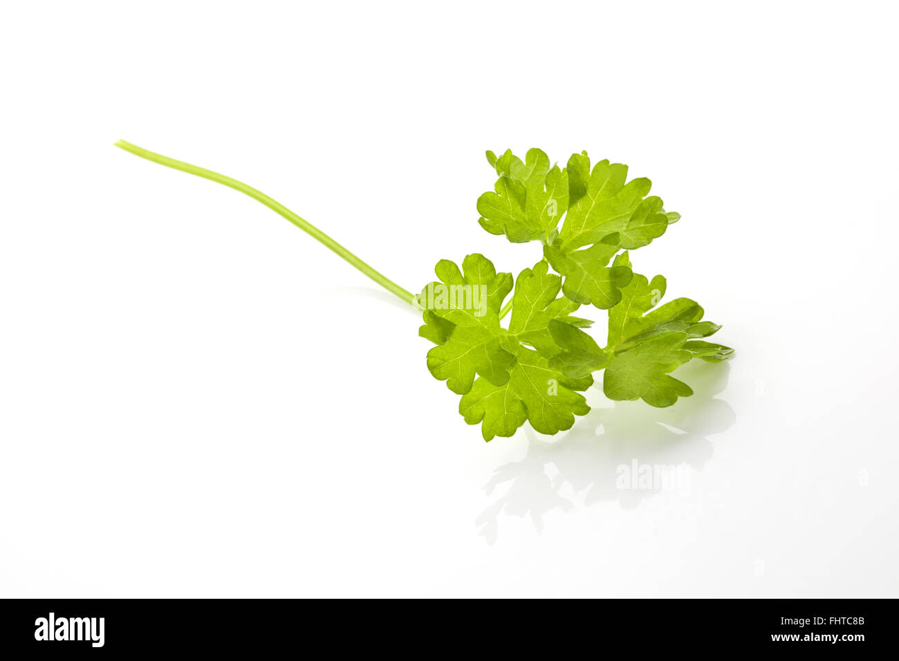 Parsley leaf isolated Stock Photo Alamy