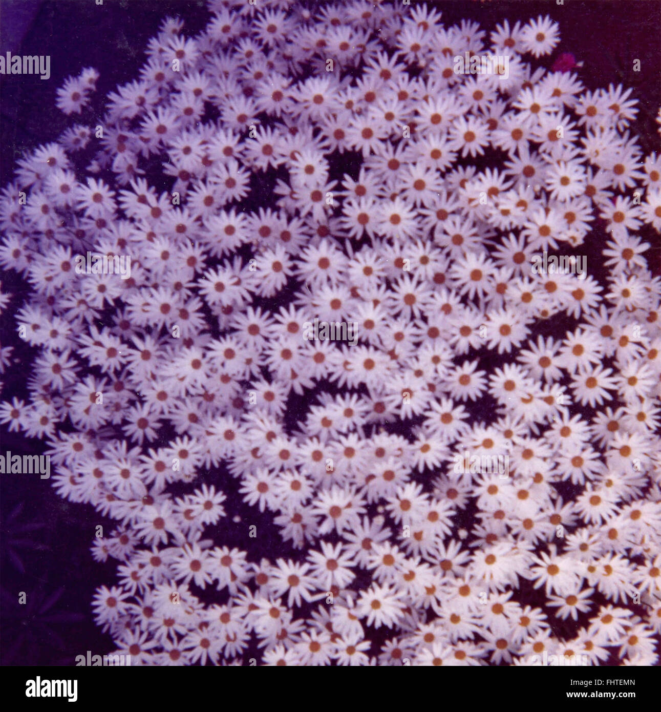 Daisies in bloom Stock Photo Alamy