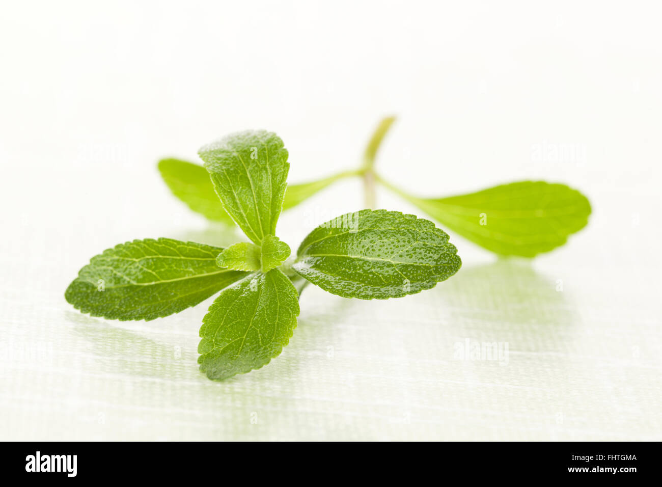 Stevia sugar leaf Stock Photo Alamy