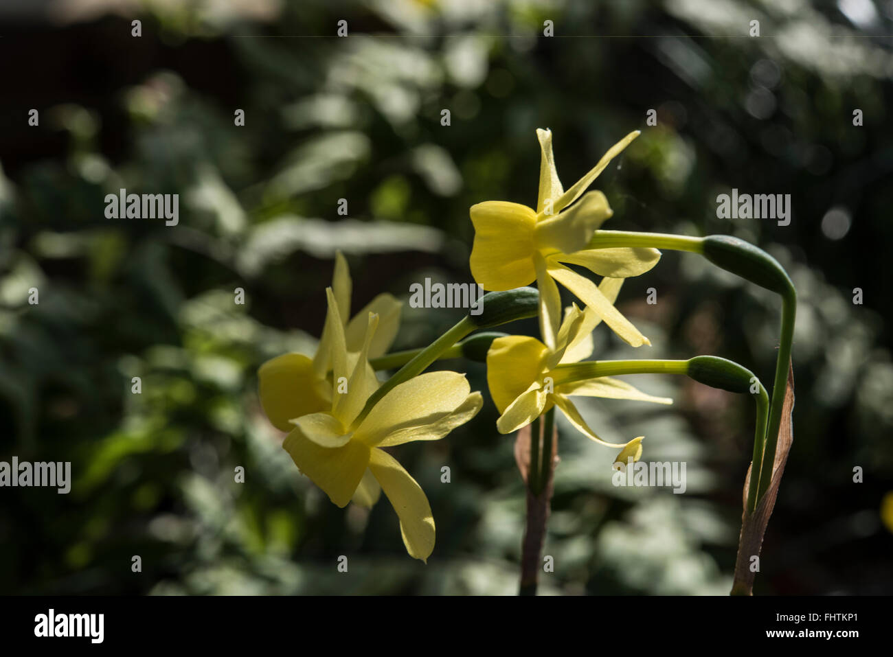 Narcissus fernandesii growing on rocks, Andalucia, Spain. Stock Photo