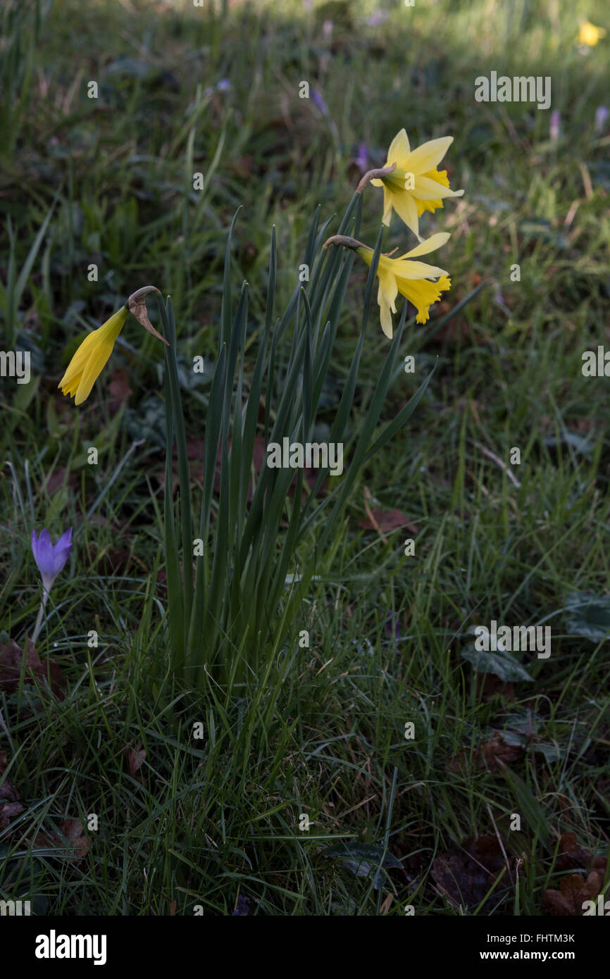 Narcissus obvallaris, Tenby Daffodil, Tenby, Wales, UK Stock Photo Alamy