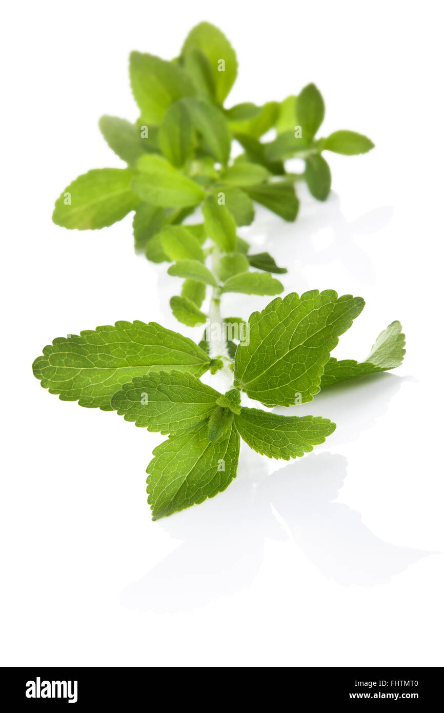 Stevia sugar leaf isolated Stock Photo Alamy