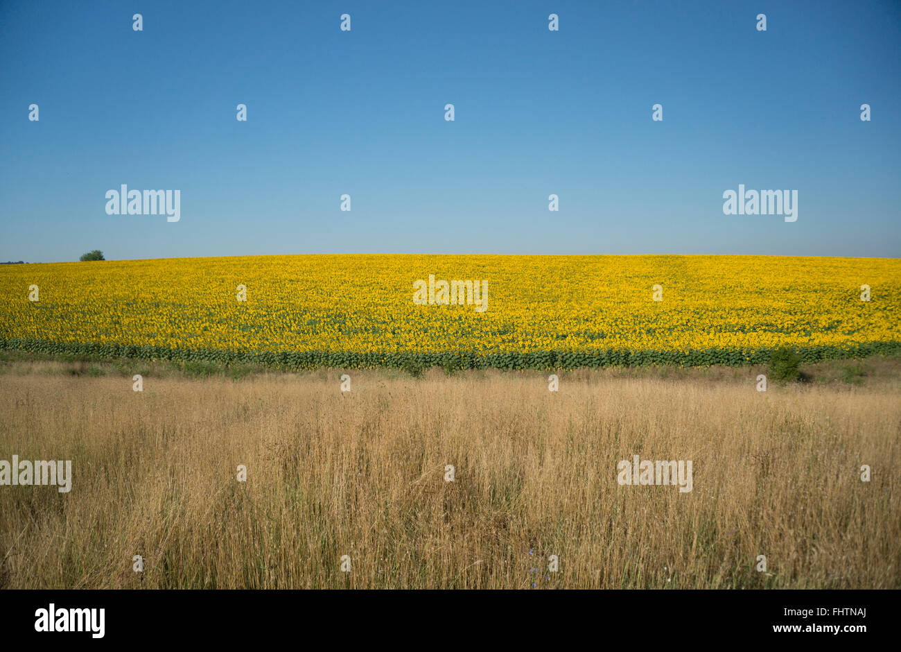 Field in full bloom hi-res stock photography and images - Alamy