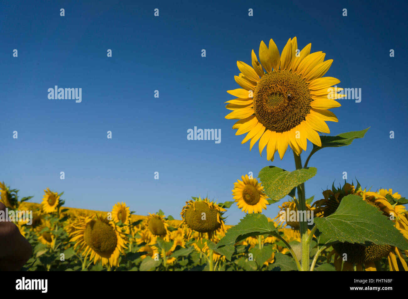 Healthy big sunflower heads in full bloom on a clear sunny day Stock