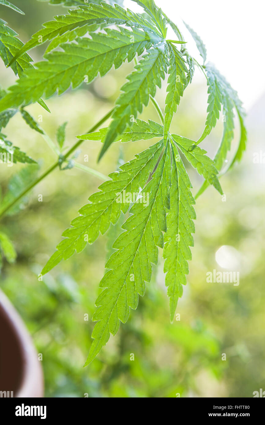 Young cannabis plant. Stock Photo