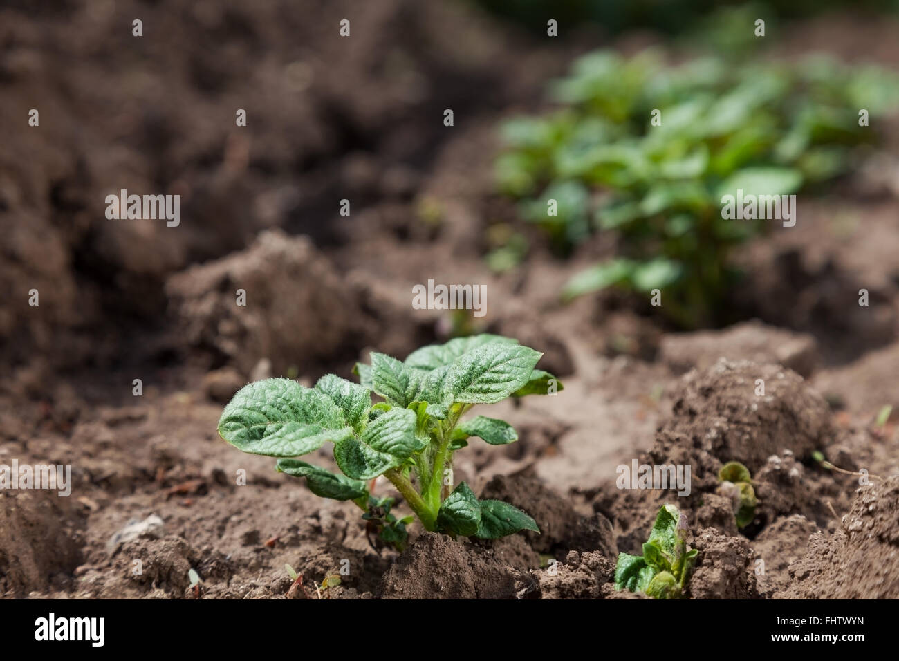 Soil cover hires stock photography and images Alamy