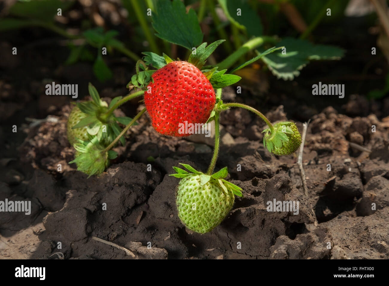 Strawberries in the garden hi-res stock photography and images - Alamy