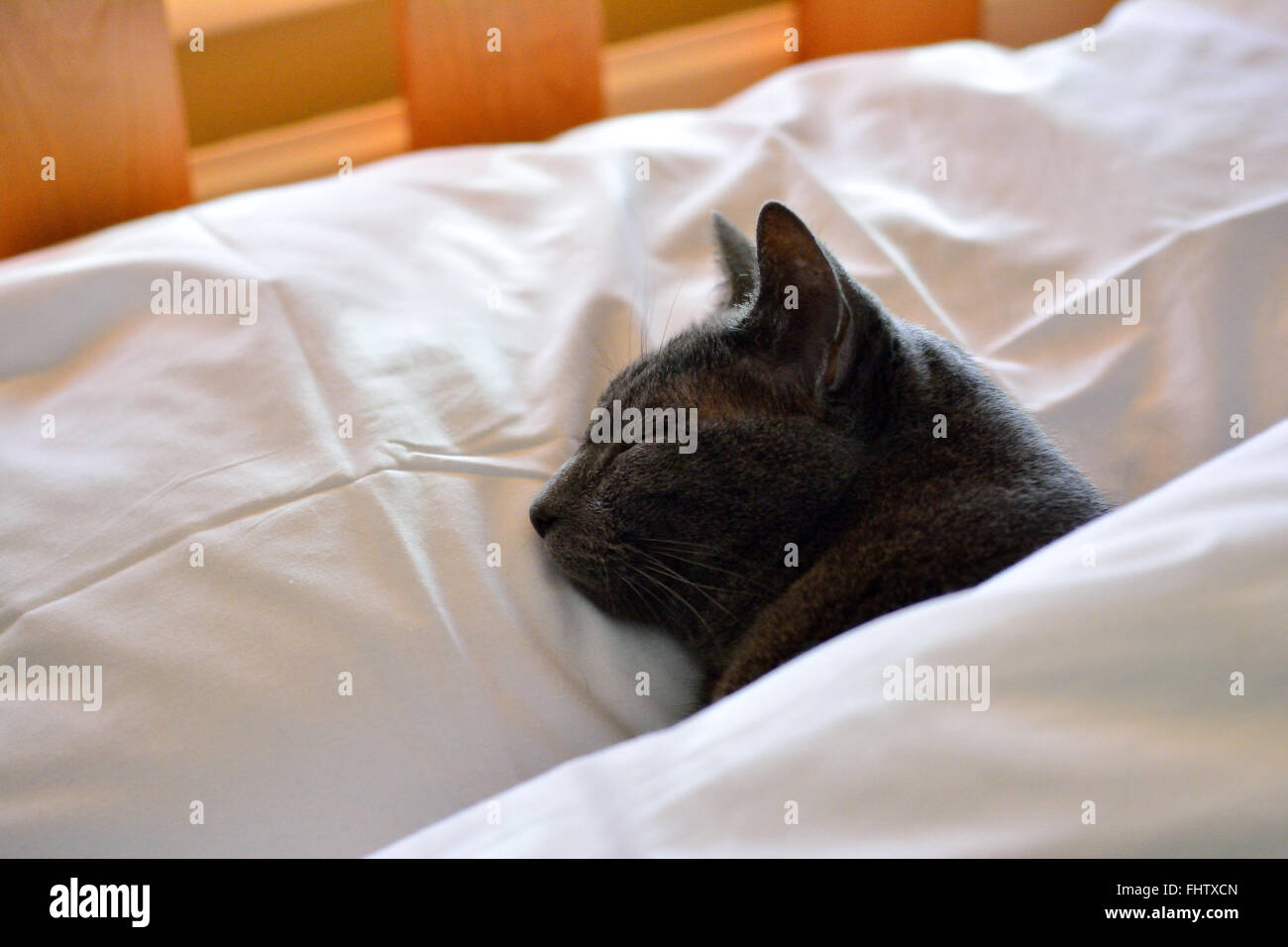 Cat sleeping in bed with head on pillow under duvet covering its body Stock Photo
