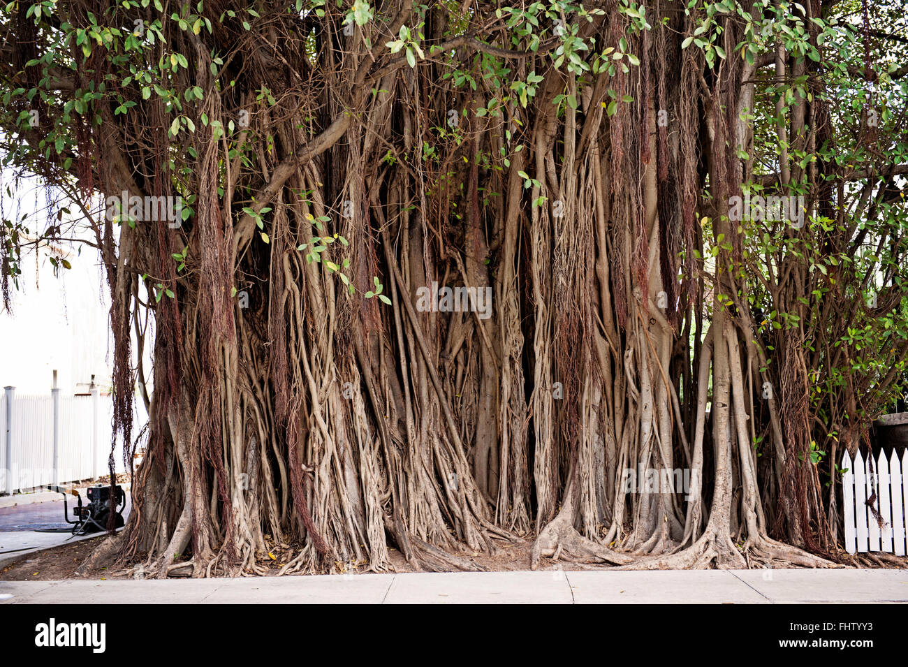 Air roots hires stock photography and images Alamy