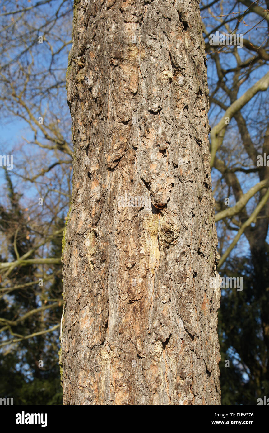 Pinus cembra, Swiss Pine Stock Photo - Alamy