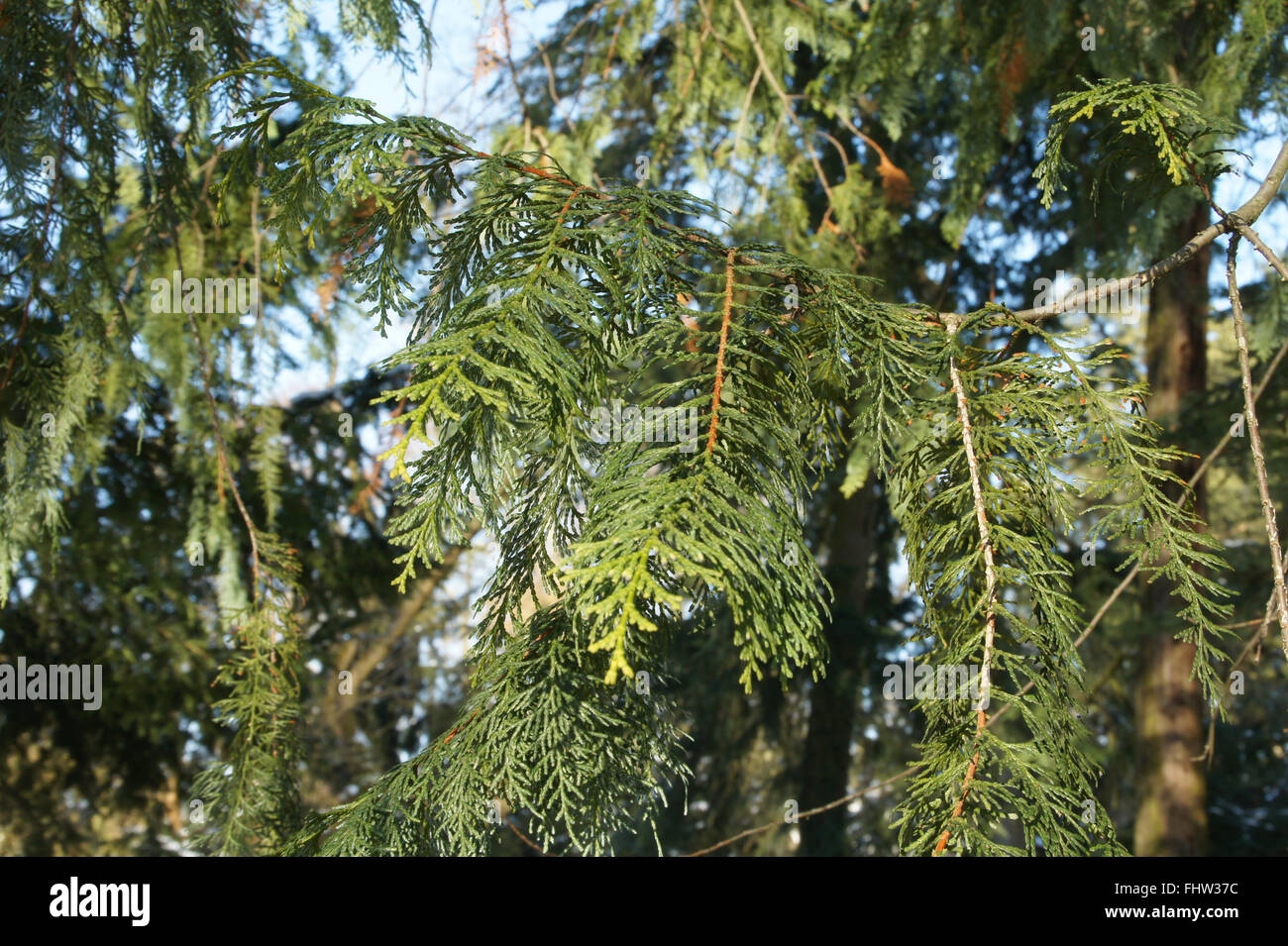 Chamaecyparis obtusa, Japanese Cypress Stock Photo