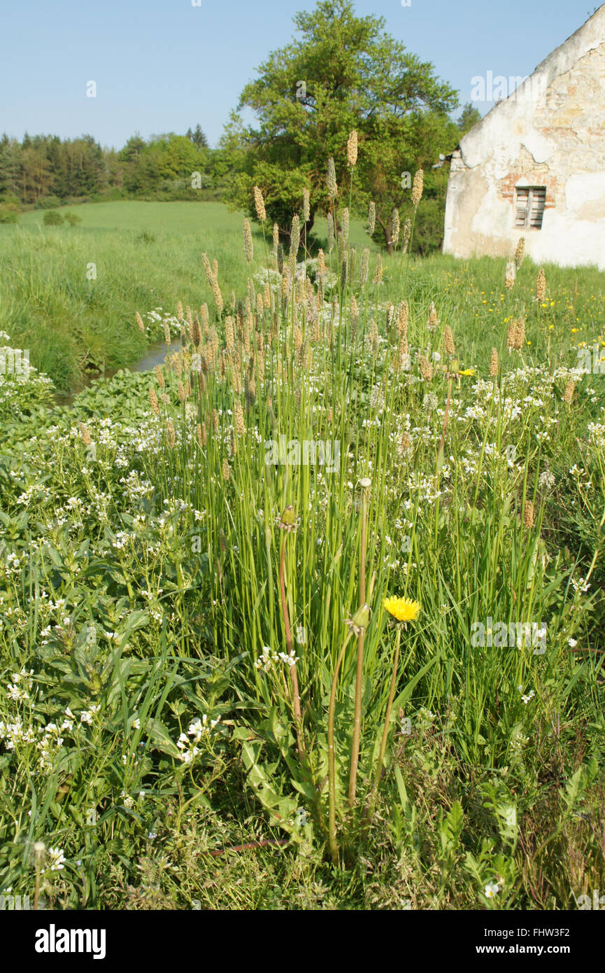 Alopecurus pratensis, Meadow foxtail Stock Photo Alamy