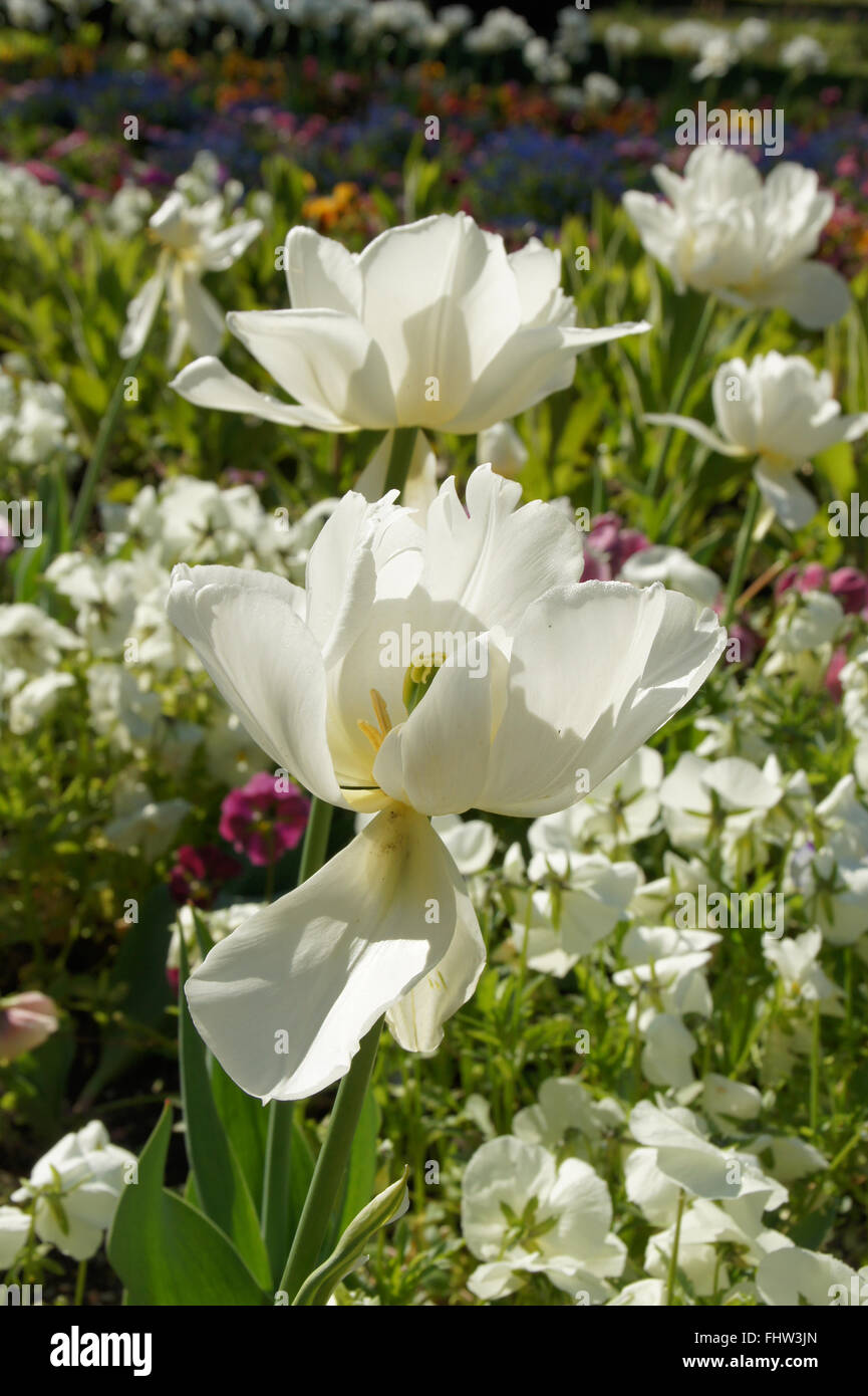 Tulipa White Triumphator, Lily flowered tulip Stock Photo