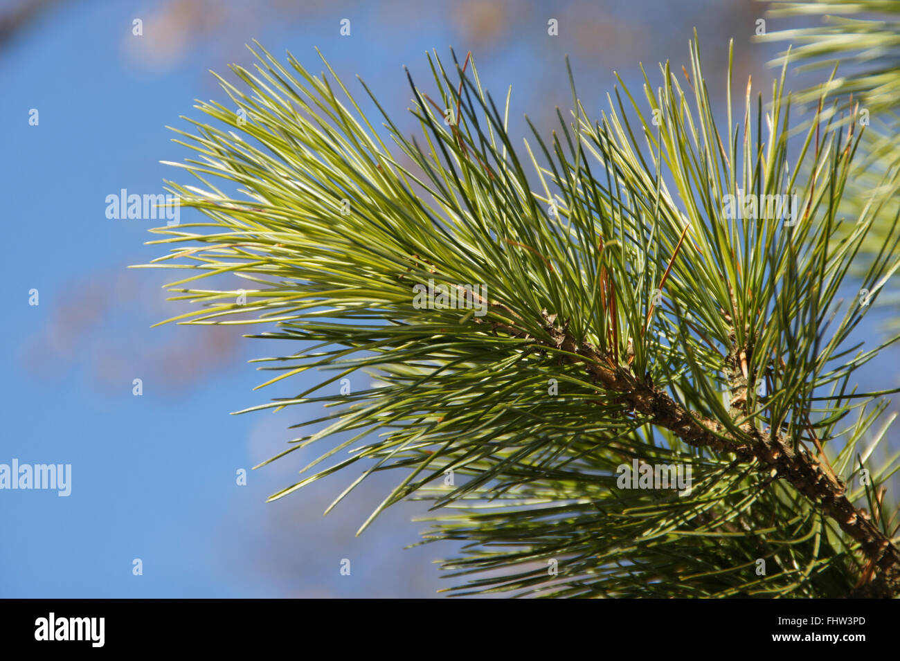 Pinus cembra, Swiss Pine Stock Photo