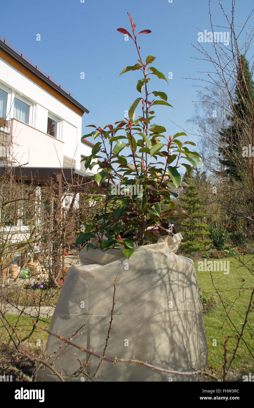Photinia, with frost protect Stock Photo
