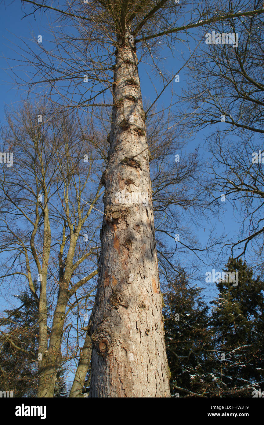 Pseudolarix amabilis, Golden larch Stock Photo