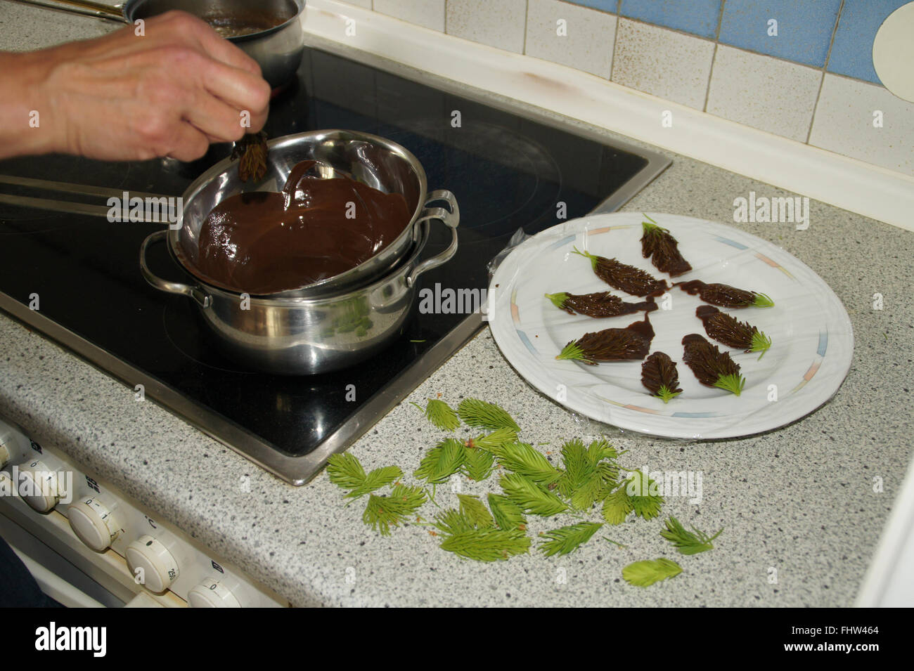 Putting spruce-shoots in melted chocolade Stock Photo