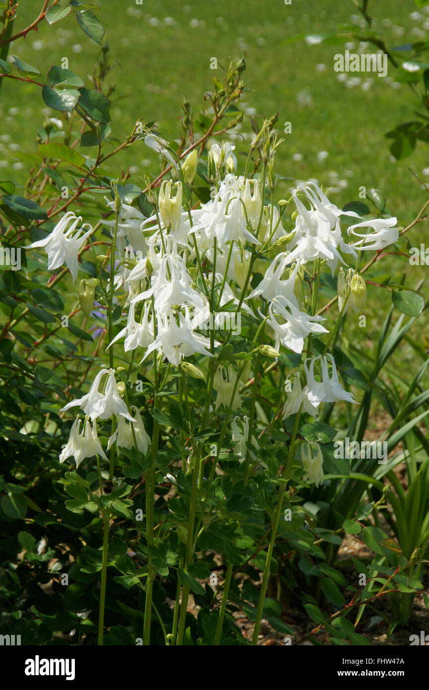 Aquilegia vulgaris var. alba, white columbine Stock Photo