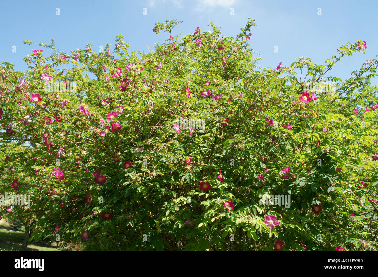 Rosa pendulina hi-res stock photography and images - Alamy