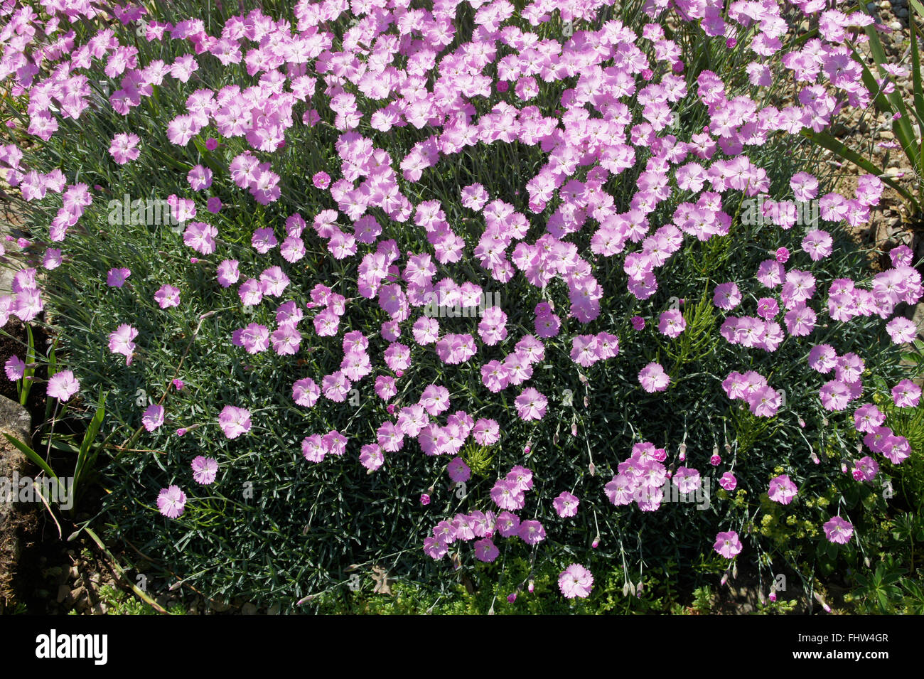 Dianthus gratianopolitanus, Cheddar pink Stock Photo