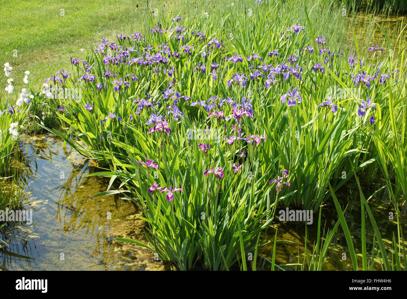 Iris versicolor, American blue flag Stock Photo