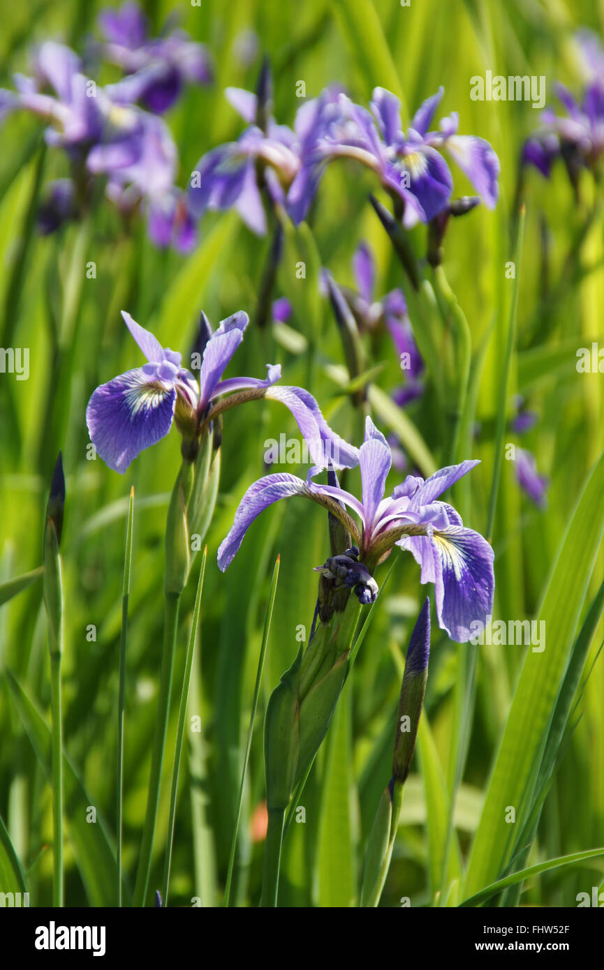 Iris versicolor, American blue flag Stock Photo - Alamy