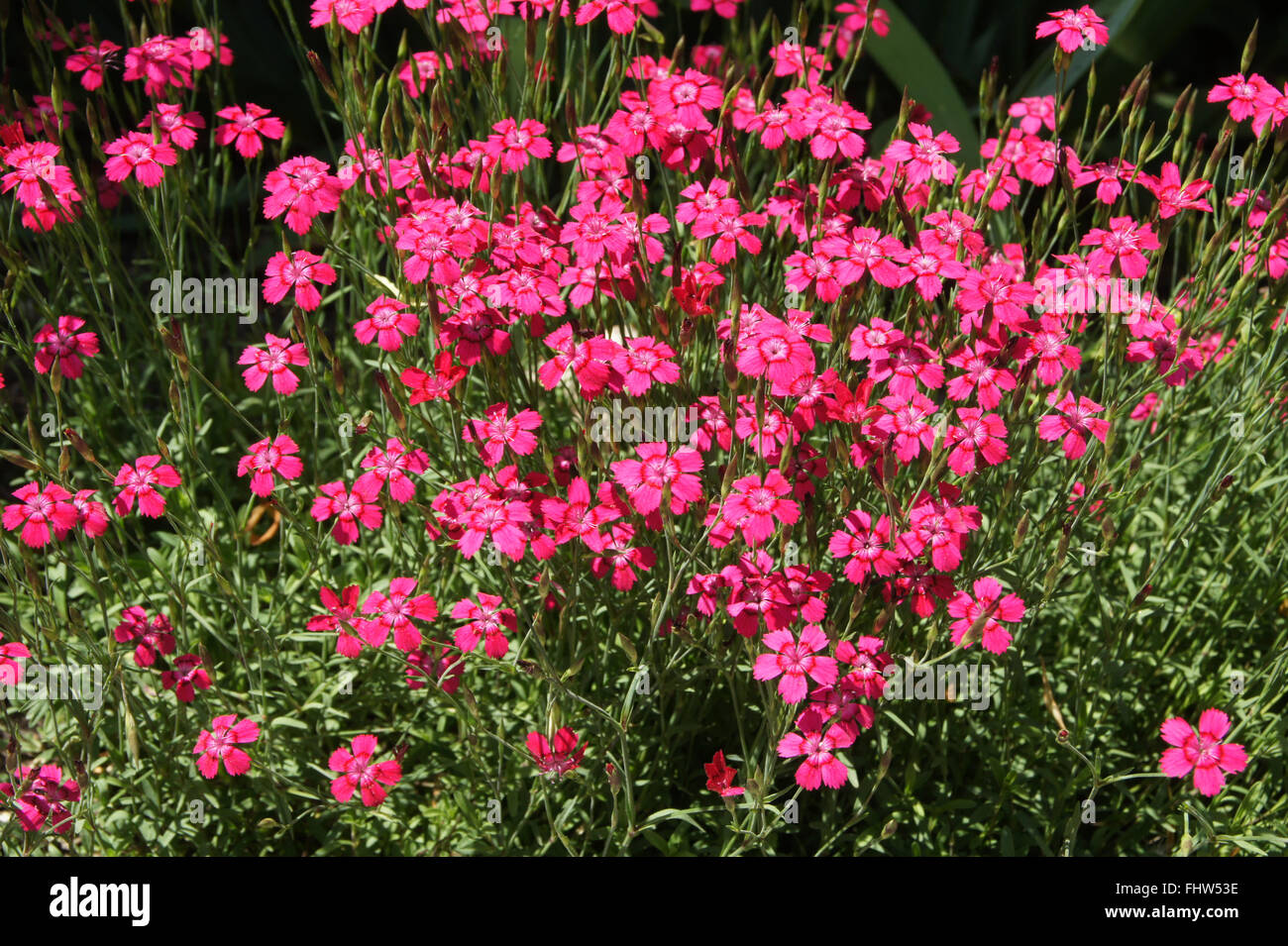 Dianthus deltoides, Maiden pink Stock Photo