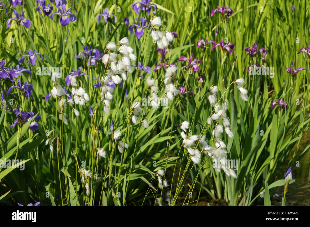 Eriophorum angustifolium, Cottongrass Stock Photo