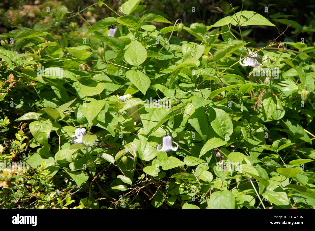 Clematis crispa, Marsh leatherflower Stock Photo