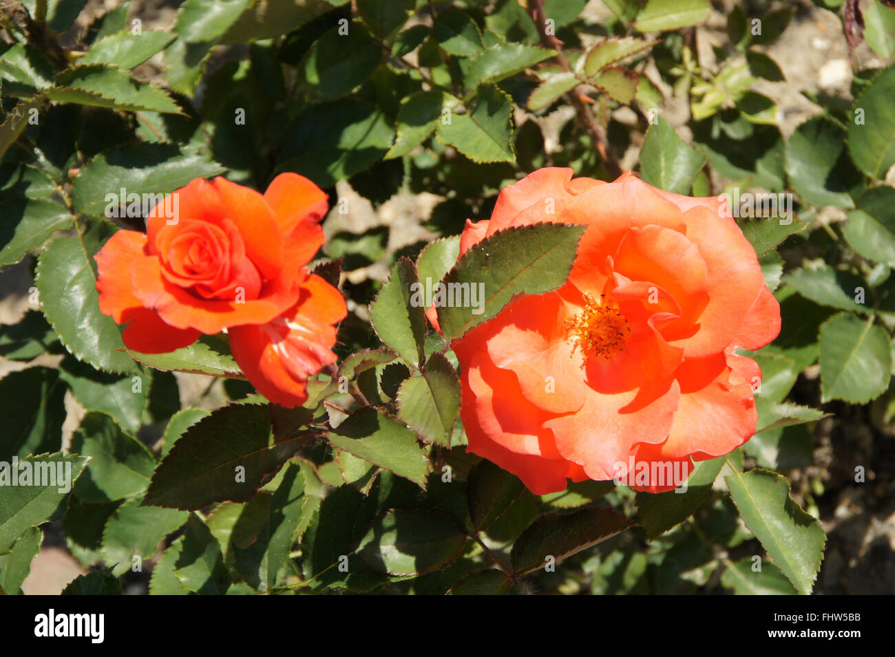 Rosa Ave Maria, Hybridrose Stock Photo Alamy