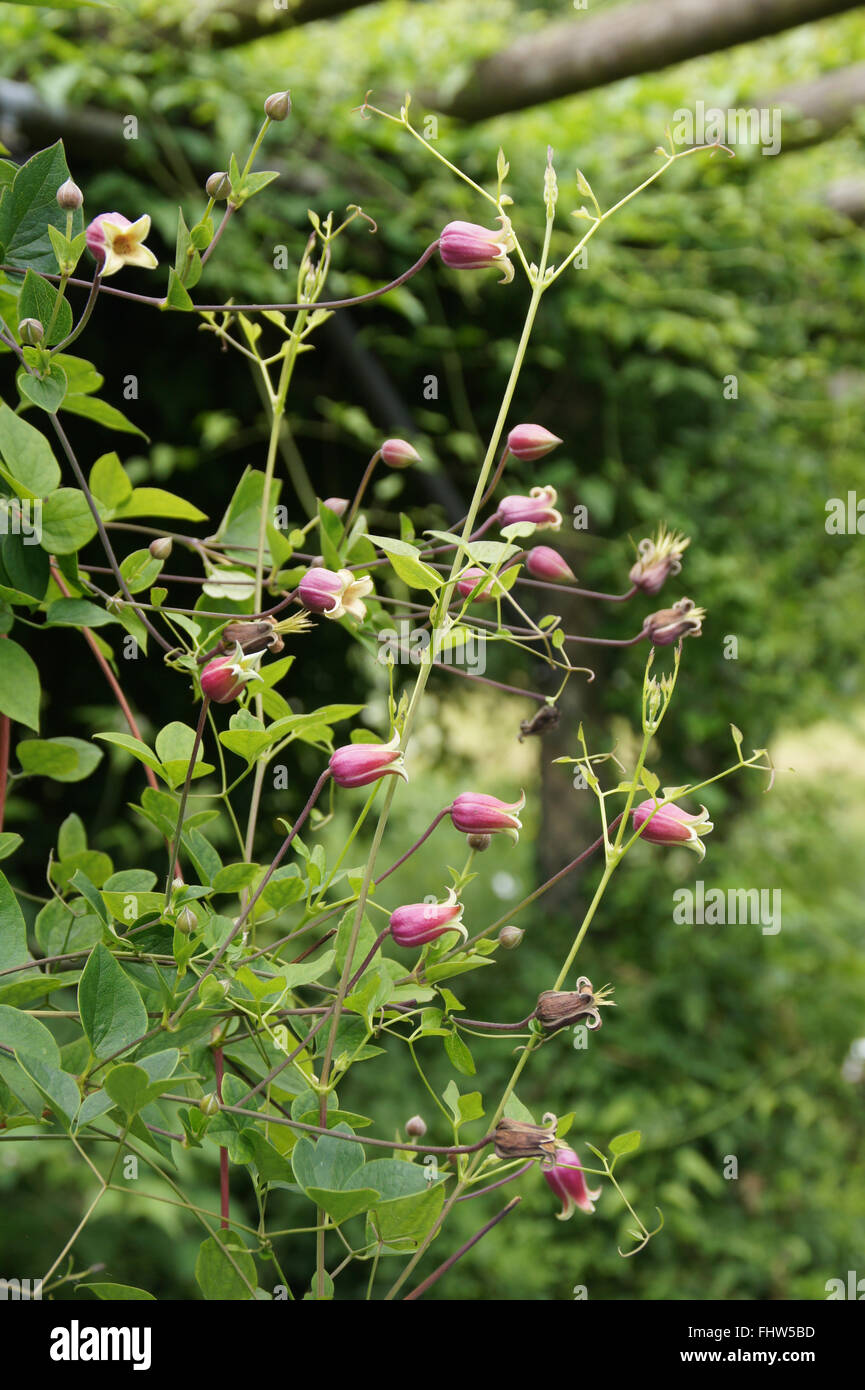 Clematis viorna, Travelers joy Stock Photo