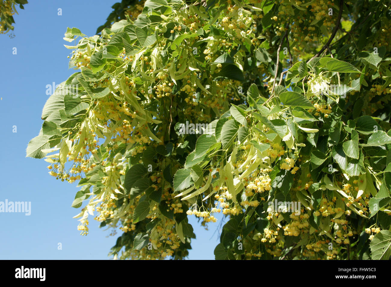 Tilia euchlora, Caucasian Lime Stock Photo