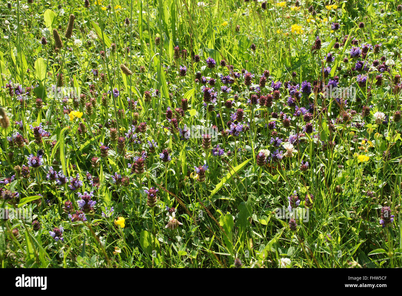 Prunella vulgaris, Selfheal Stock Photo