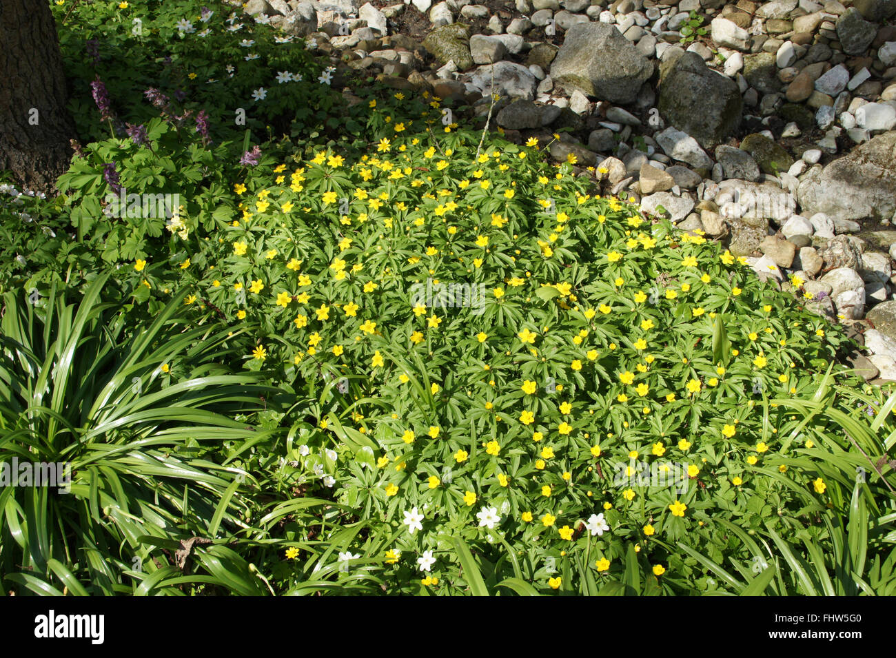 Anemone ranunculoides, Yellow wood anemone Stock Photo - Alamy