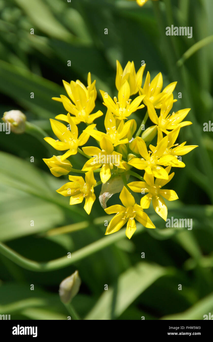 Allium moly, Golden garlic Stock Photo