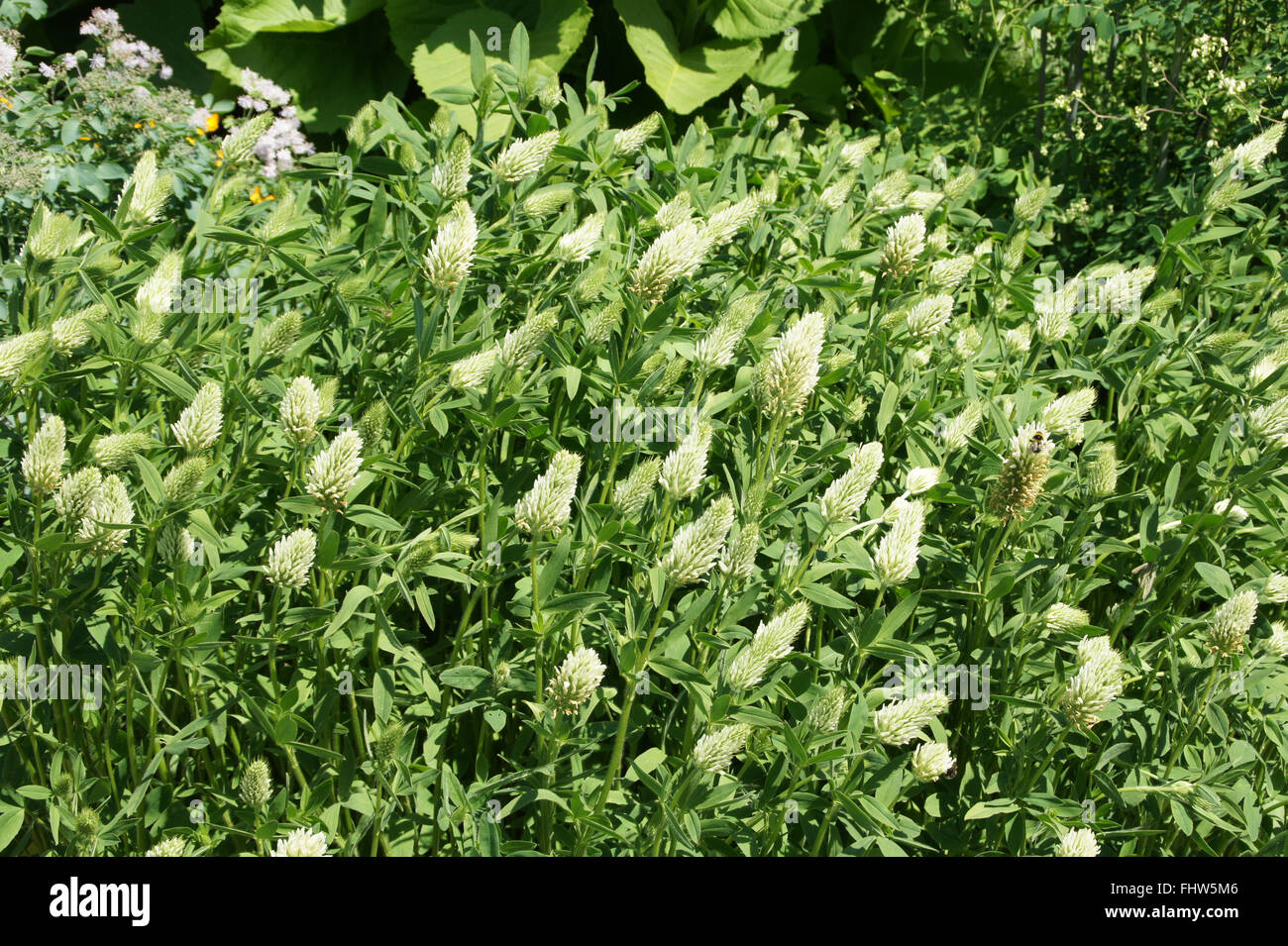 Trifolium pannonicum, Hungarian clover Stock Photo