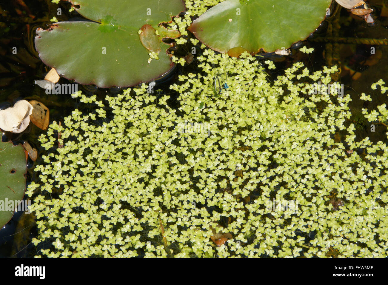 Duckweed Flower Stock Photos & Duckweed Flower Stock Images Alamy