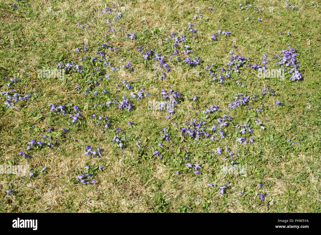 Viola odorata, Sweet violet Stock Photo