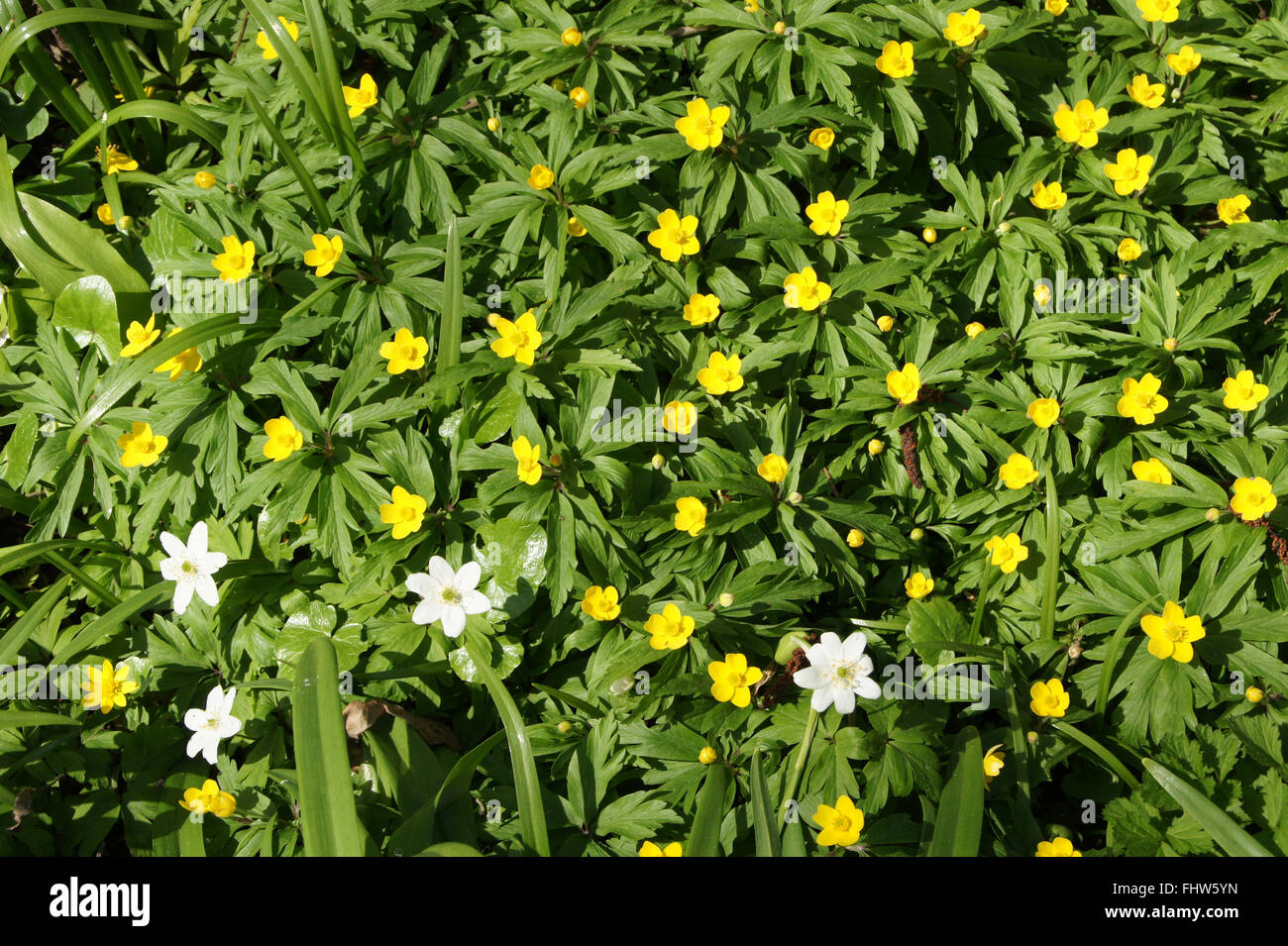 Anemone ranunculoides, Yellow wood anemone Stock Photo - Alamy