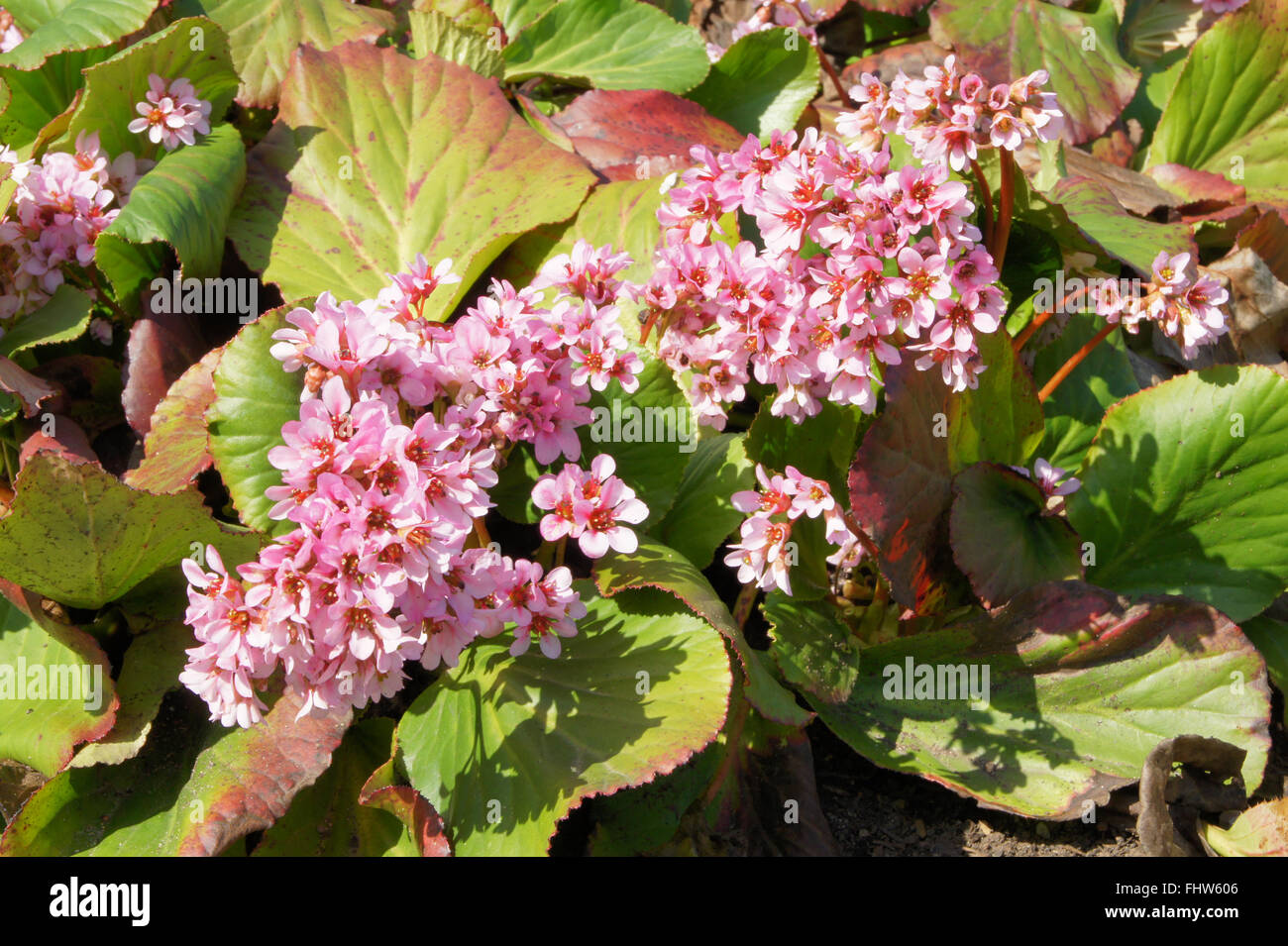 Bergenia crassifolia, Winter-blooming bergenia Stock Photo